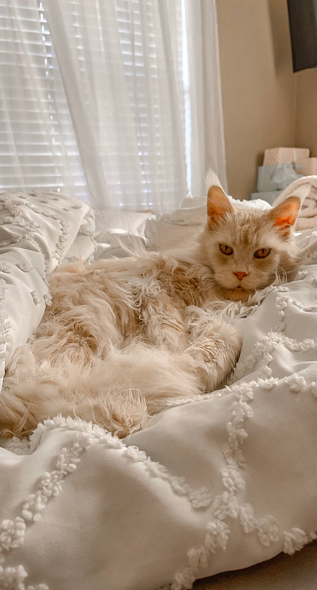 Dani joined the competition — help win amazing prizes! bed, bedding, carnivore, cat, comfort, curtain, domestic_short_haired_cat, drawer, duvet, felidae, flooring, fur, linens, room, small_to_medium_sized_cats, tail, whiskers, window, window_blind, wood