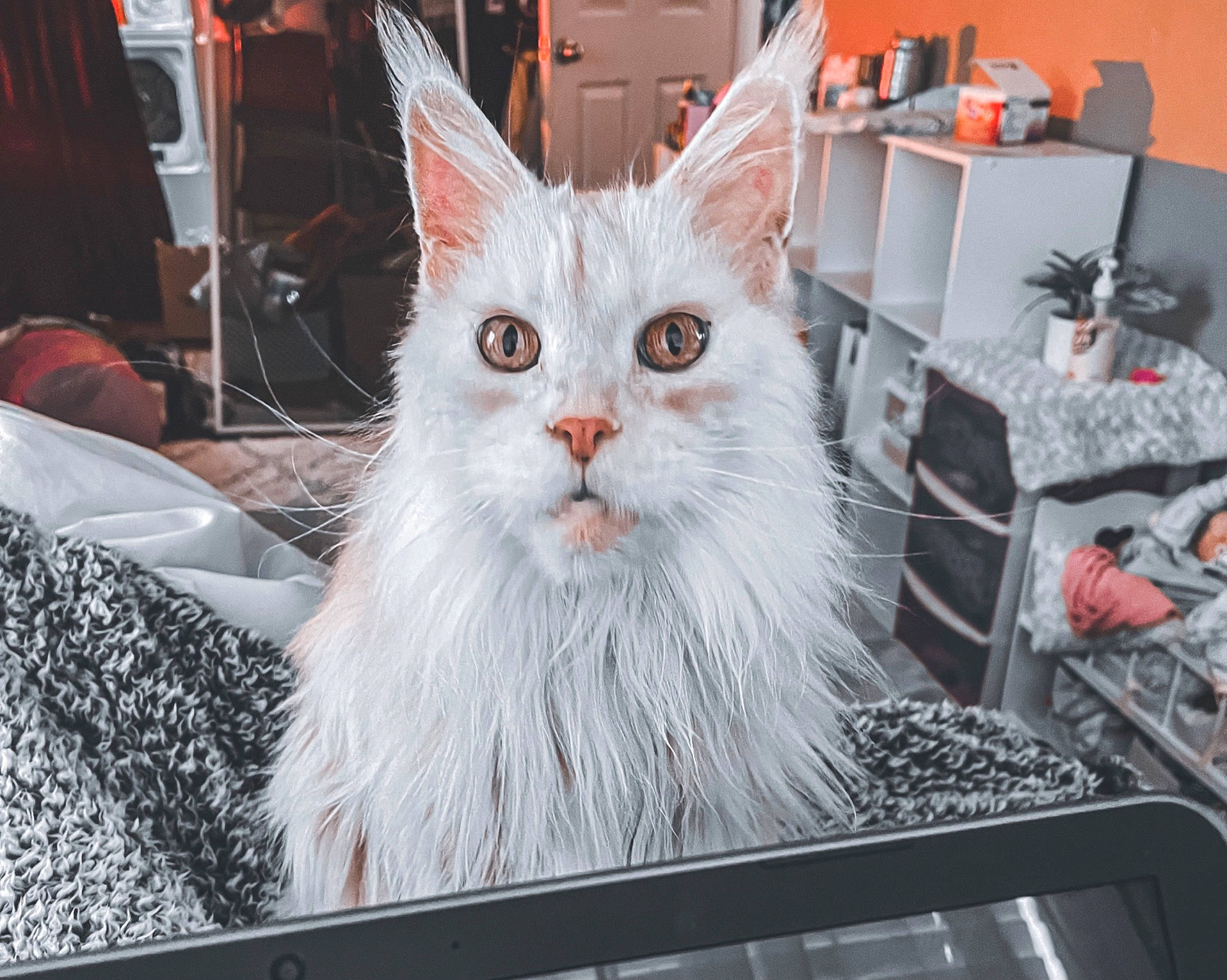 Dani is registered to the contest to win money with this photo: box, carnivore, cat, event, felidae, fur, small_to_medium_sized_cats, snout, whiskers