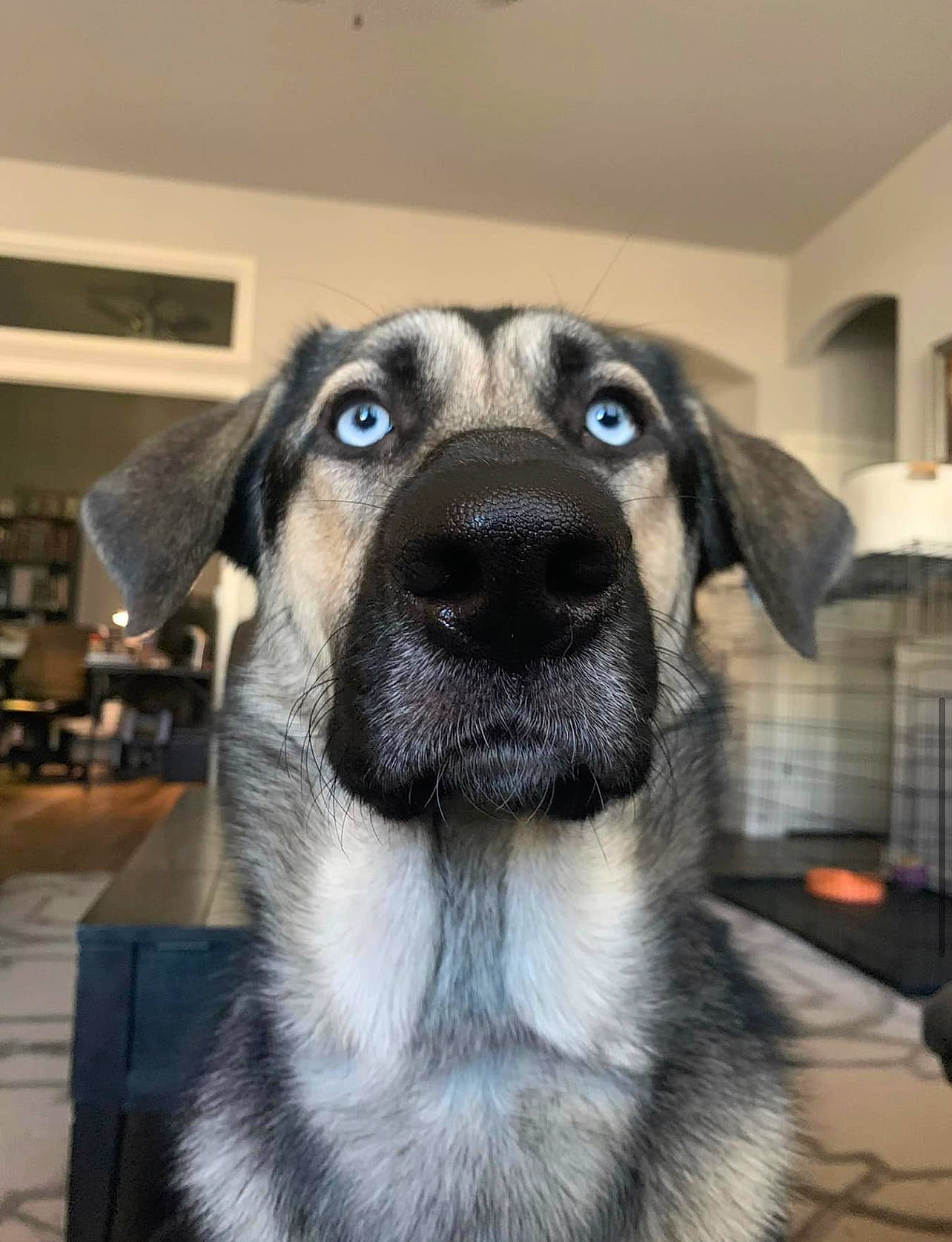 Lyla joined the competition — help win amazing prizes! canidae, carnivore, companion_dog, dog, dog_breed, fawn, flooring, fur, head, pet_supply, puppy, snout, sporting_group, whiskers, working_animal, working_dog