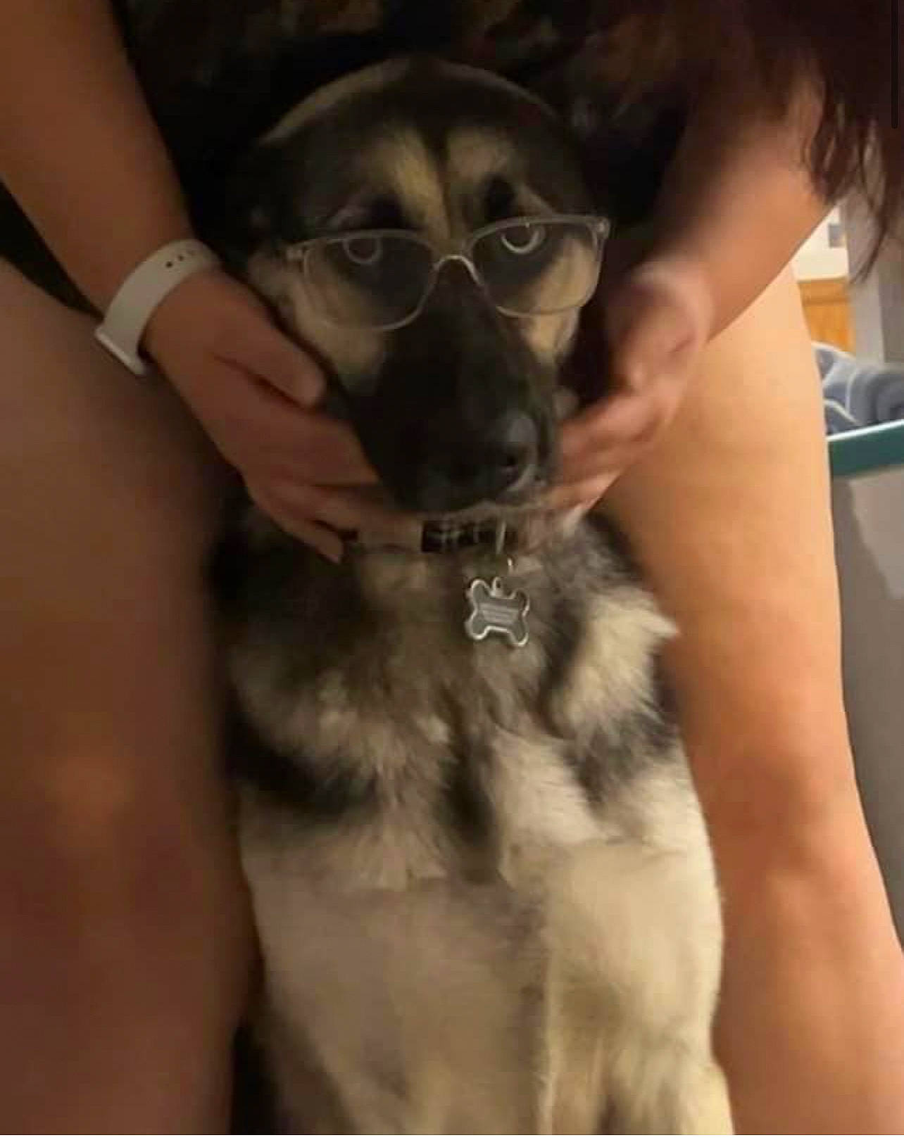 Lyla is registered to the contest to win money with this photo: canidae, carnivore, companion_dog, dog, dog_breed, ear, elbow, fawn, fur, gesture, guard_dog, nail, non_sporting_group, paw, sleeve, thumb, toy_dog, whiskers, working_animal, wrist