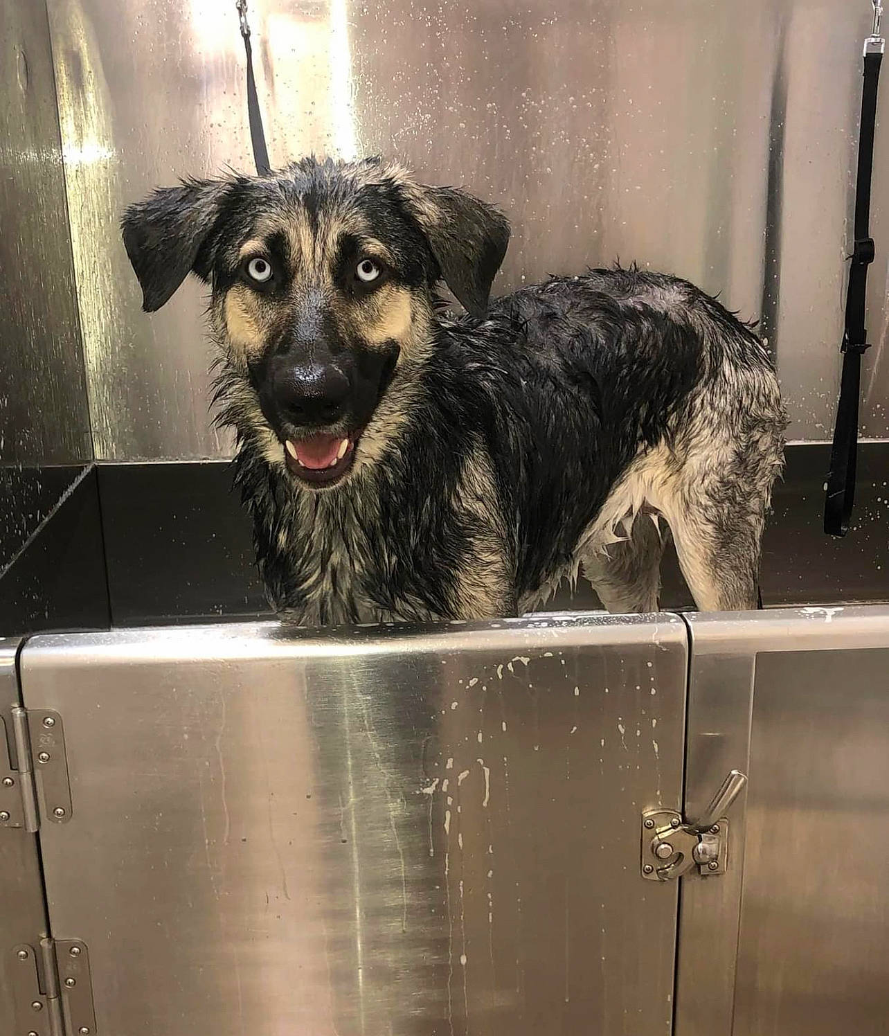 Lyla is registered to the contest to win money with this photo: ancient_dog_breeds, canidae, carnivore, companion_dog, dog, dog_breed, fur, gas, glass, guard_dog, leonberger, metal, pet_supply, snout, sporting_group, windshield, working_animal, working_dog, working_terrier