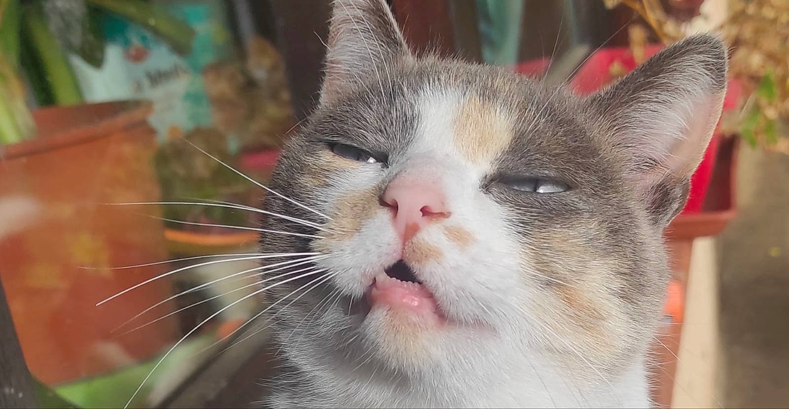 Olga a rejoint le concours — aidez-le/la à gagner de superbes lots ! carnivore, cat, claw, domestic_short_haired_cat, eye, fang, felidae, fur, head, paw, small_to_medium_sized_cats, snout, terrestrial_animal, whiskers