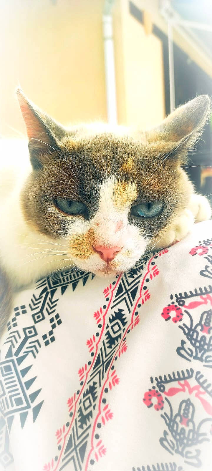 Olga participe au concours pour gagner de l'argent avec cette photo : carnivore, cat, close_up, comfort, domestic_short_haired_cat, eye, eyelash, felidae, fur, linens, mammal, paw, small_to_medium_sized_cats, snout, vertebrate, whiskers