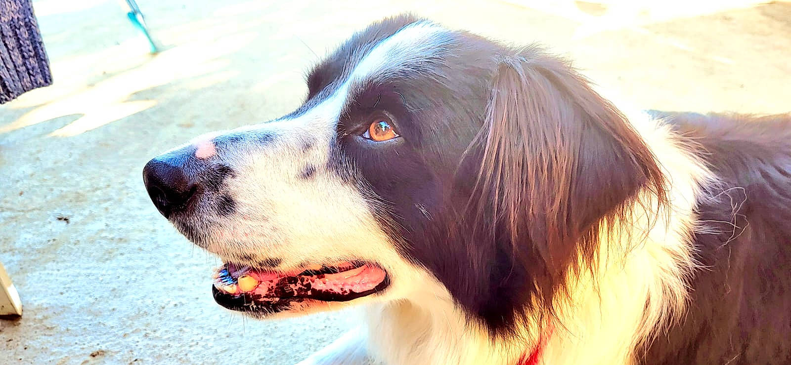 Motus participe au concours pour gagner de l'argent avec cette photo : art, australian_shepherd, canidae, carnivore, companion_dog, dog, dog_breed, fur, giant_dog_breed, guard_dog, gun_dog, happy, herding_dog, hunting_dog, photography, snout, sporting_group, whiskers, working_animal, working_dog