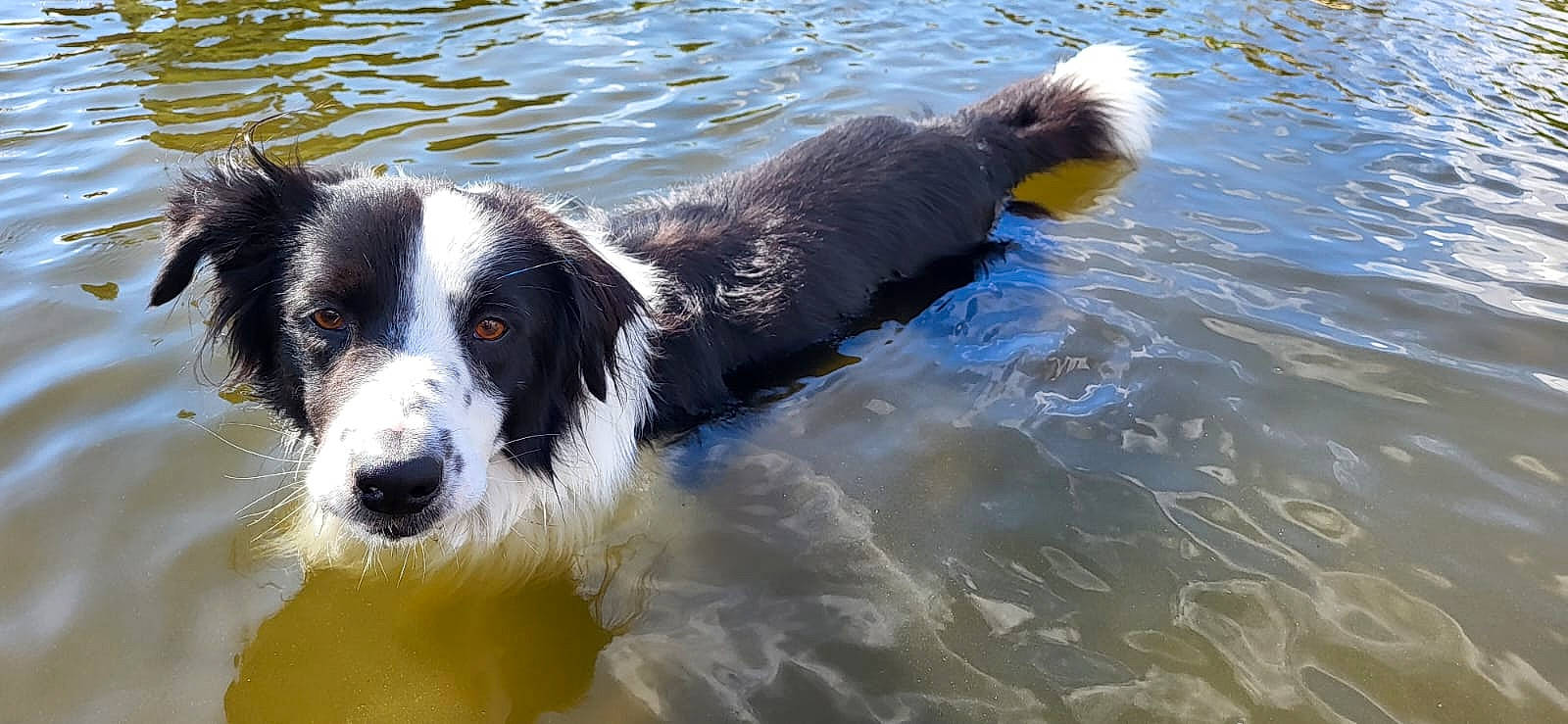 Motus participe au concours pour gagner de l'argent avec cette photo : australian_collie, canidae, carnivore, companion_dog, dog, dog_breed, fluid, gun_dog, herding_dog, lake, liquid, mcnab, sporting_group, terrestrial_animal, water, whiskers, working_animal, working_dog