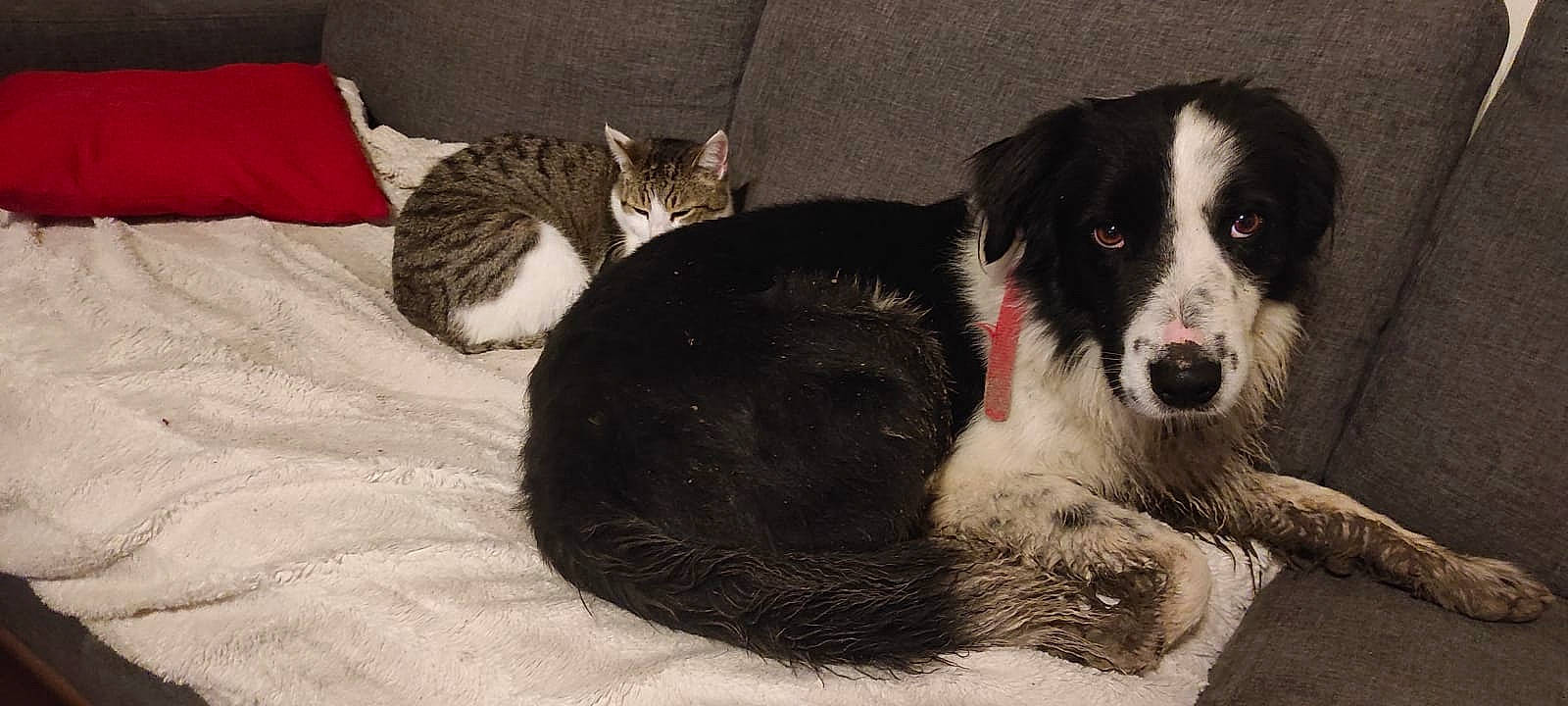 Motus participe au concours pour gagner de l'argent avec cette photo : border_collie, bored, canidae, carnivore, cat, comfort, companion_dog, dog, dog_breed, domestic_short_haired_cat, felidae, fur, gun_dog, herding_dog, paw, snout, terrestrial_animal, whiskers, working_animal, working_dog