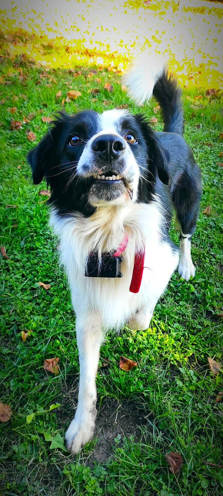 Motus participe au concours pour gagner de l'argent avec cette photo : art, canidae, carnivore, chair, collar, companion_dog, dog, dog_breed, dog_collar, fur, grass, gun_dog, plant, snout, sporting_group, tail, tree, whiskers, working_dog