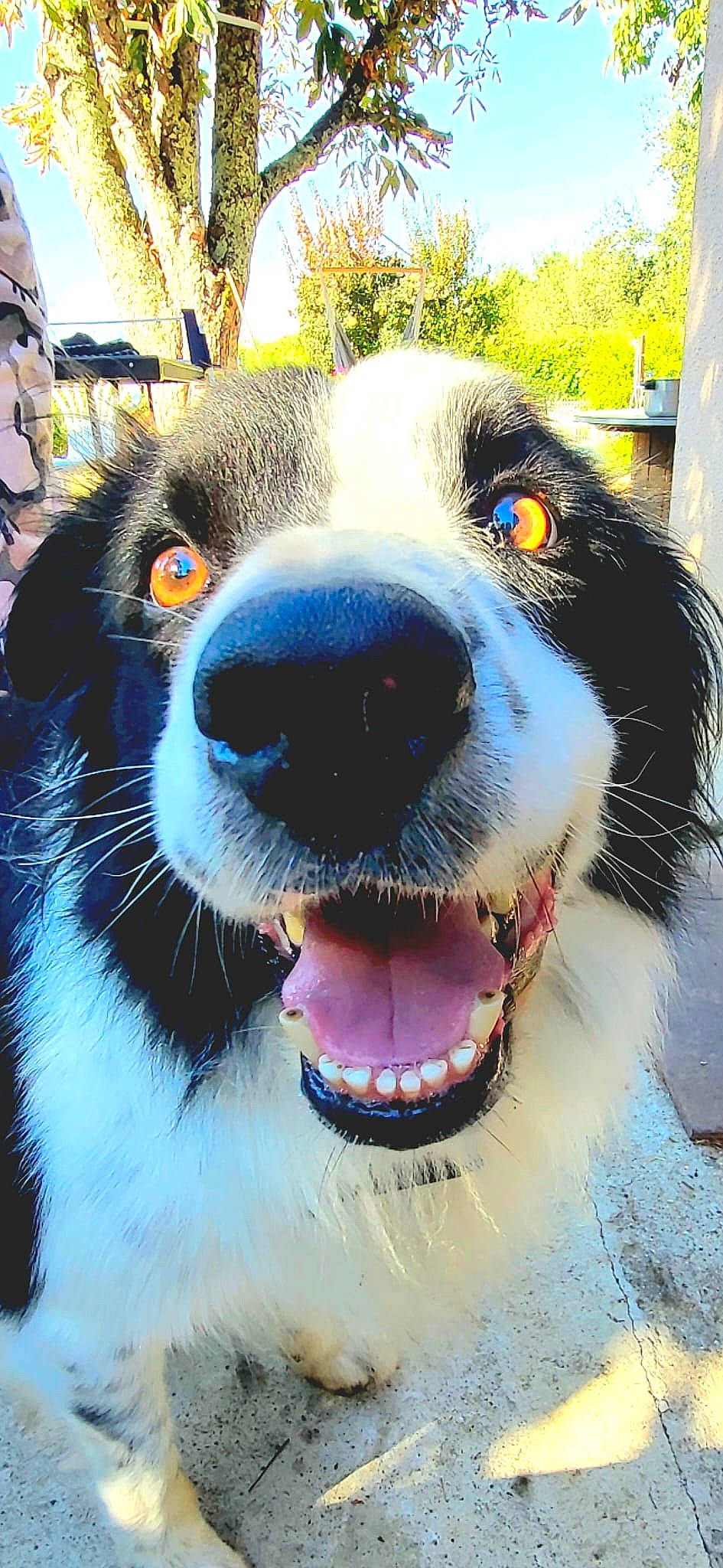 Motus participe au concours pour gagner de l'argent avec cette photo : ancient_dog_breeds, art, carnivore, collar, companion_dog, dog, dog_breed, dog_collar, eyewear, fang, fur, herding_dog, leash, plant, snout, sporting_group, terrestrial_animal, whiskers, working_animal, working_dog