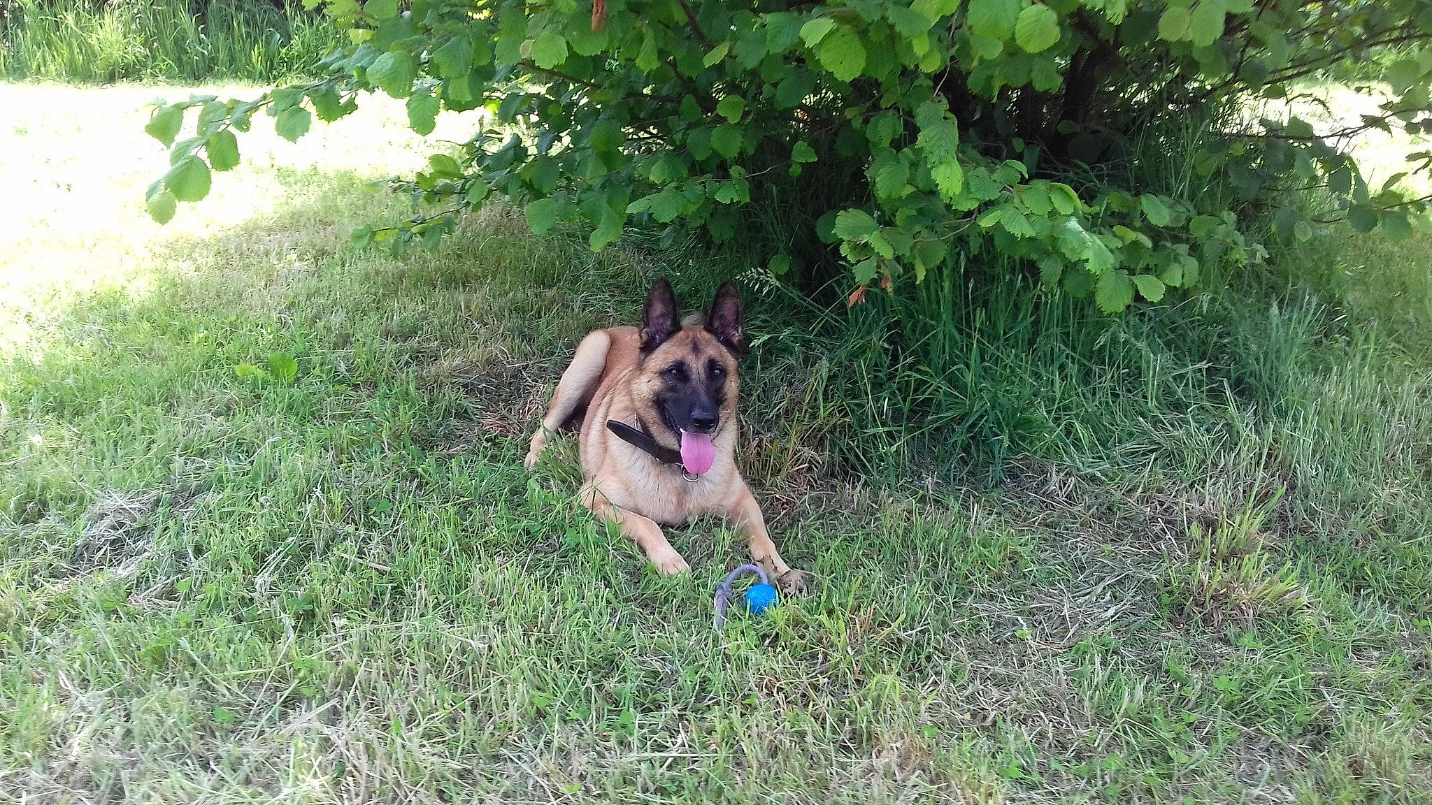 Maestro participe au concours pour gagner de l'argent avec cette photo : canidae, carnivore, companion_dog, dog, dog_breed, dog_supply, fawn, grass, groundcover, guard_dog, non_sporting_group, paw, plant, shrub, snout, sporting_group, tail, terrestrial_animal, working_dog, yard