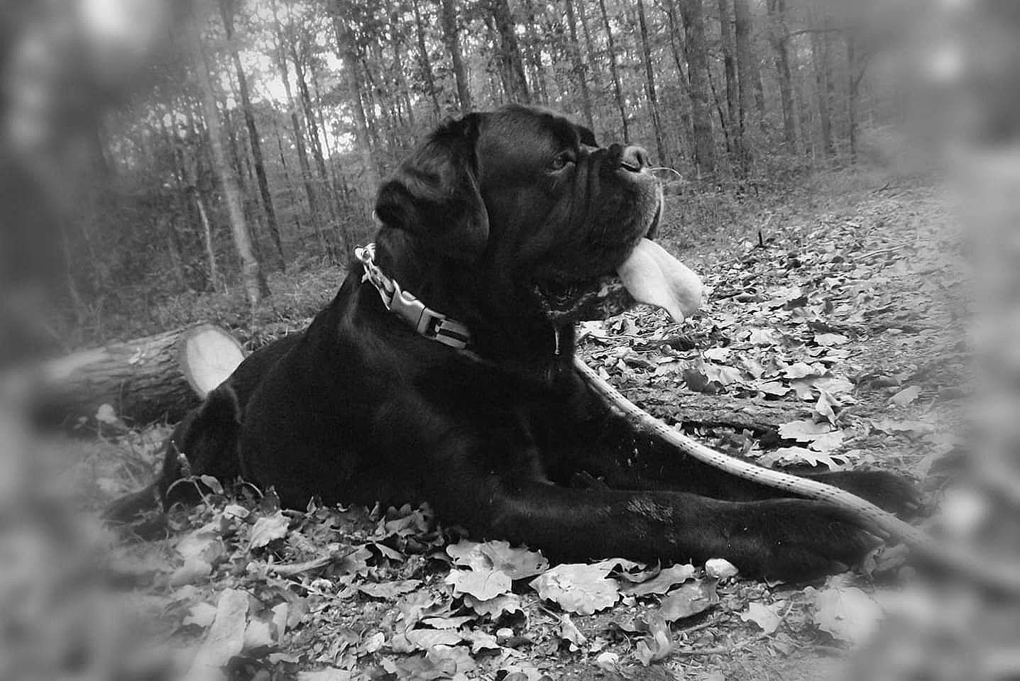 Haslan a rejoint le concours — aidez-le/la à gagner de superbes lots ! bandog, black, black_and_white, cane_corso, canidae, carnivore, dog, dog_breed, forest, guard_dog, molosser, snout, sporting_group, tree