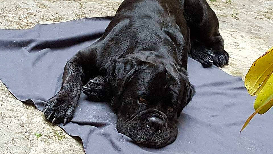 Haslan a rejoint le concours — aidez-le/la à gagner de superbes lots ! cane_corso, canidae, carnivore, companion_dog, dog, dog_breed, guard_dog, mammal, snout, sporting_group, vertebrate