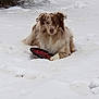 dog, snow, toy, frisbee, outdoor, animal, pet, winter, fur, laying, playful, nature, white, cold, mammal, canine, relaxed, cute, companion, leisure