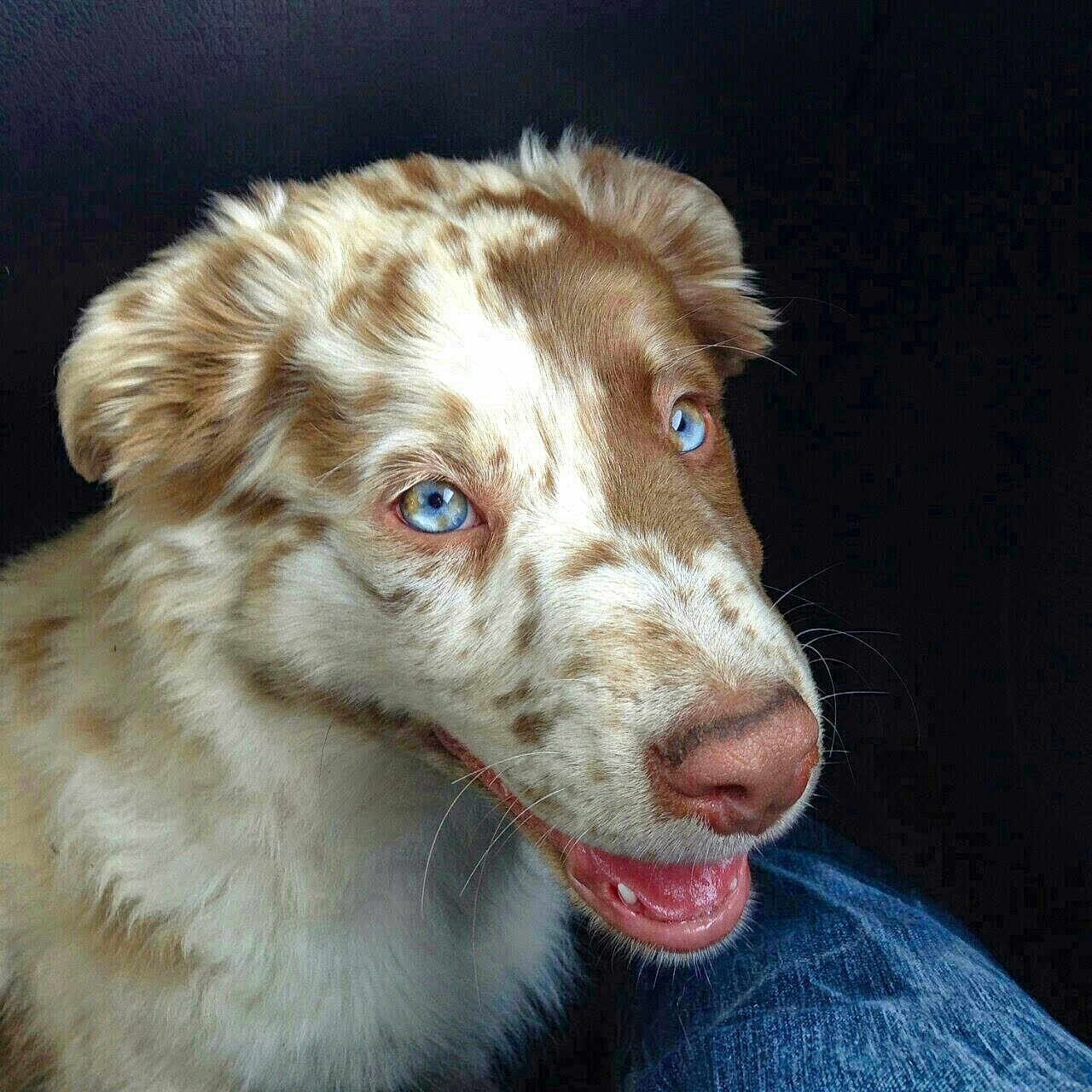 Jax joined the competition — help win amazing prizes! animal, background, blue_eyes, brown_and_white, canine, close_up, denim, dog, ears, friendly, fur, happy, indoor, looking_away, mouth_open, pet, portrait, snout, speckled_coat, whiskers