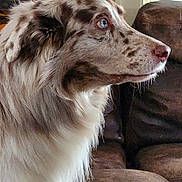 Jax joined the competition — help win amazing prizes! dog, merle_coat, blue_eyes, sofa, couch, remote_control, indoor, window_blinds, pillow, pet, fur, side_profile, domestic_animal, living_room, furniture, close_up, calm, animal_portrait, companionship, household
