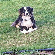 Madison Maddie joined the competition — help win amazing prizes! adorable, animal, black_and_white, canine, companion, cute, dog, domestic_animal, fur, garden, grass, greenery, lawn, laying_down, mammal, nature, outdoor, pet, relaxed, sitting