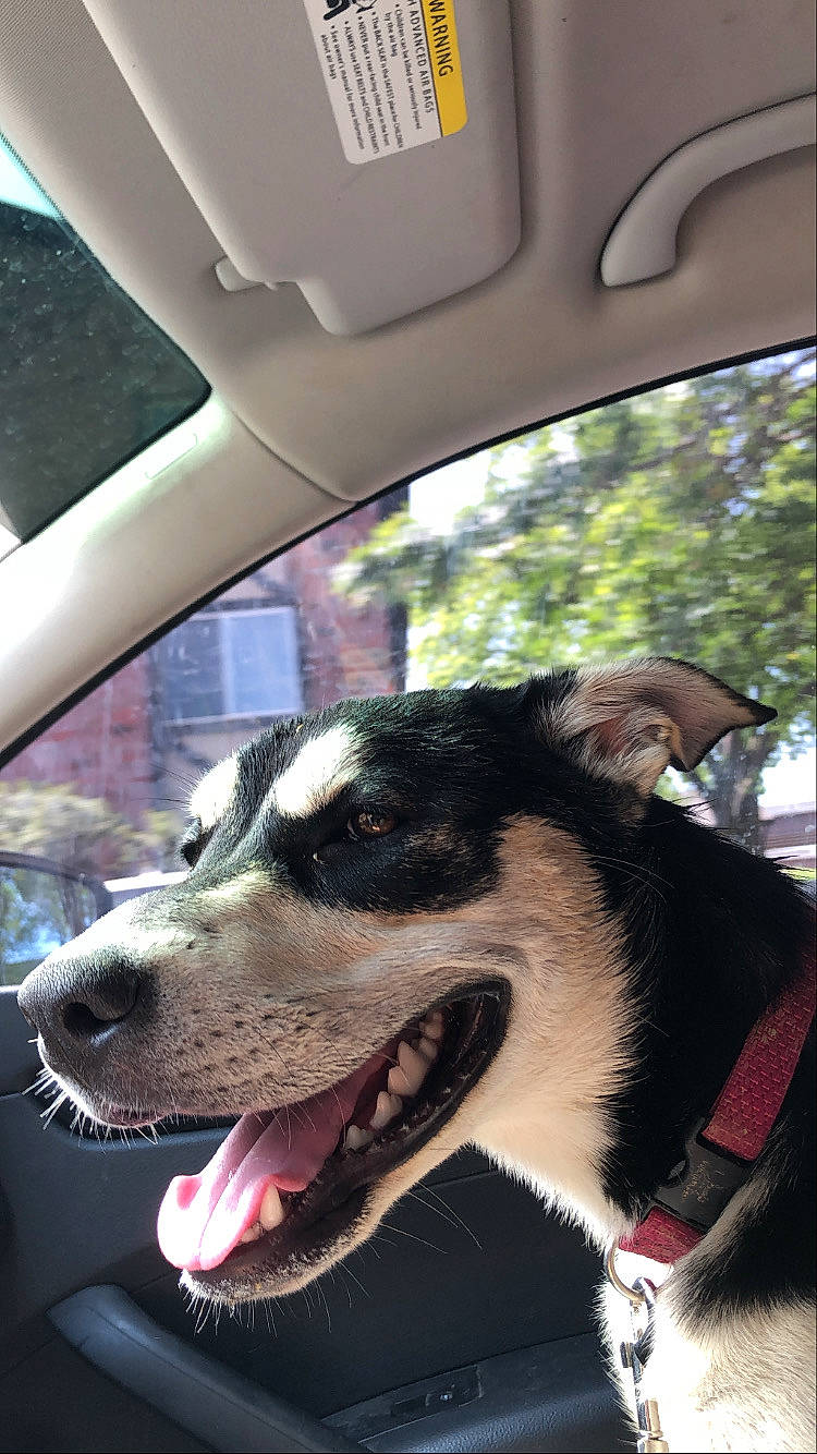 Nala joined the competition — help win amazing prizes! canidae, carnivore, dog, dog_breed, mammal, nose, rat_terrier, snout, sporting_group, vehicle, whiskers, window