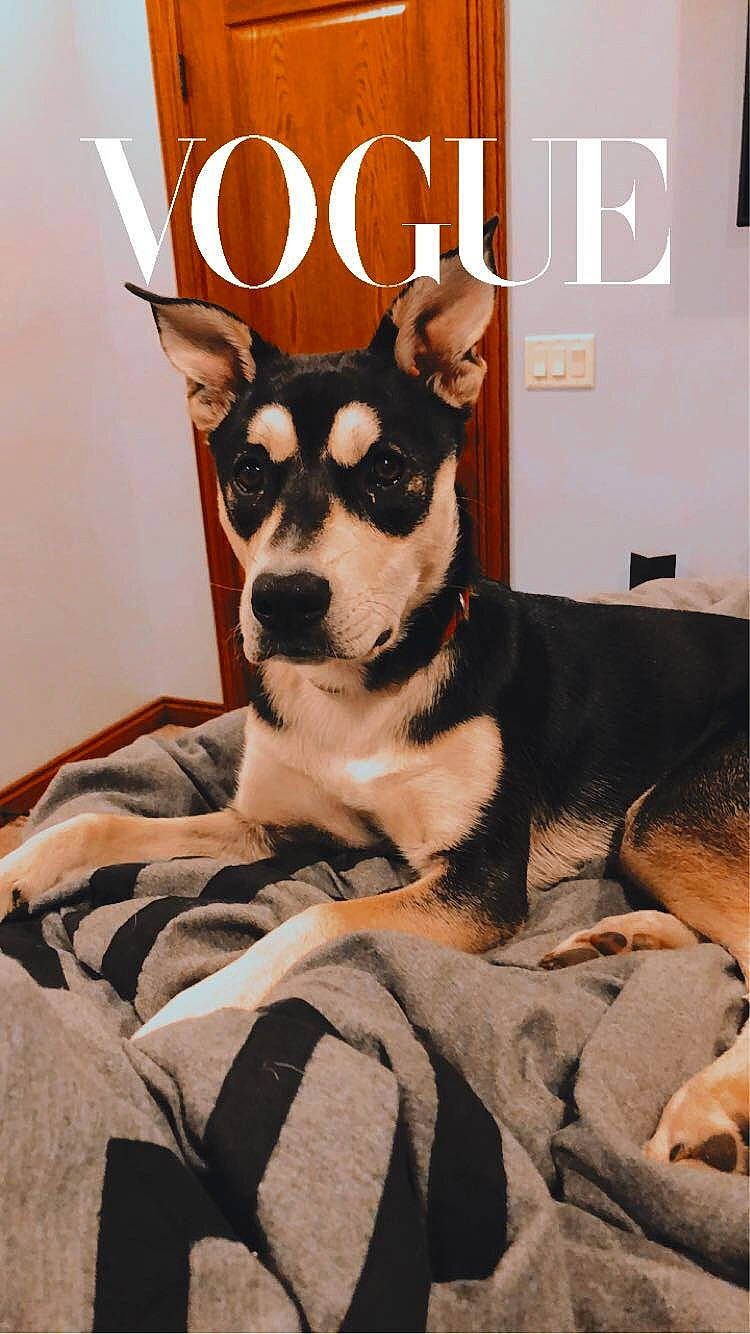 Nala joined the competition — help win amazing prizes! canidae, carnivore, companion_dog, dog, dog_breed, fur, mammal, photo_caption, rare_breed_dog, siberian_husky, sled_dog, tail