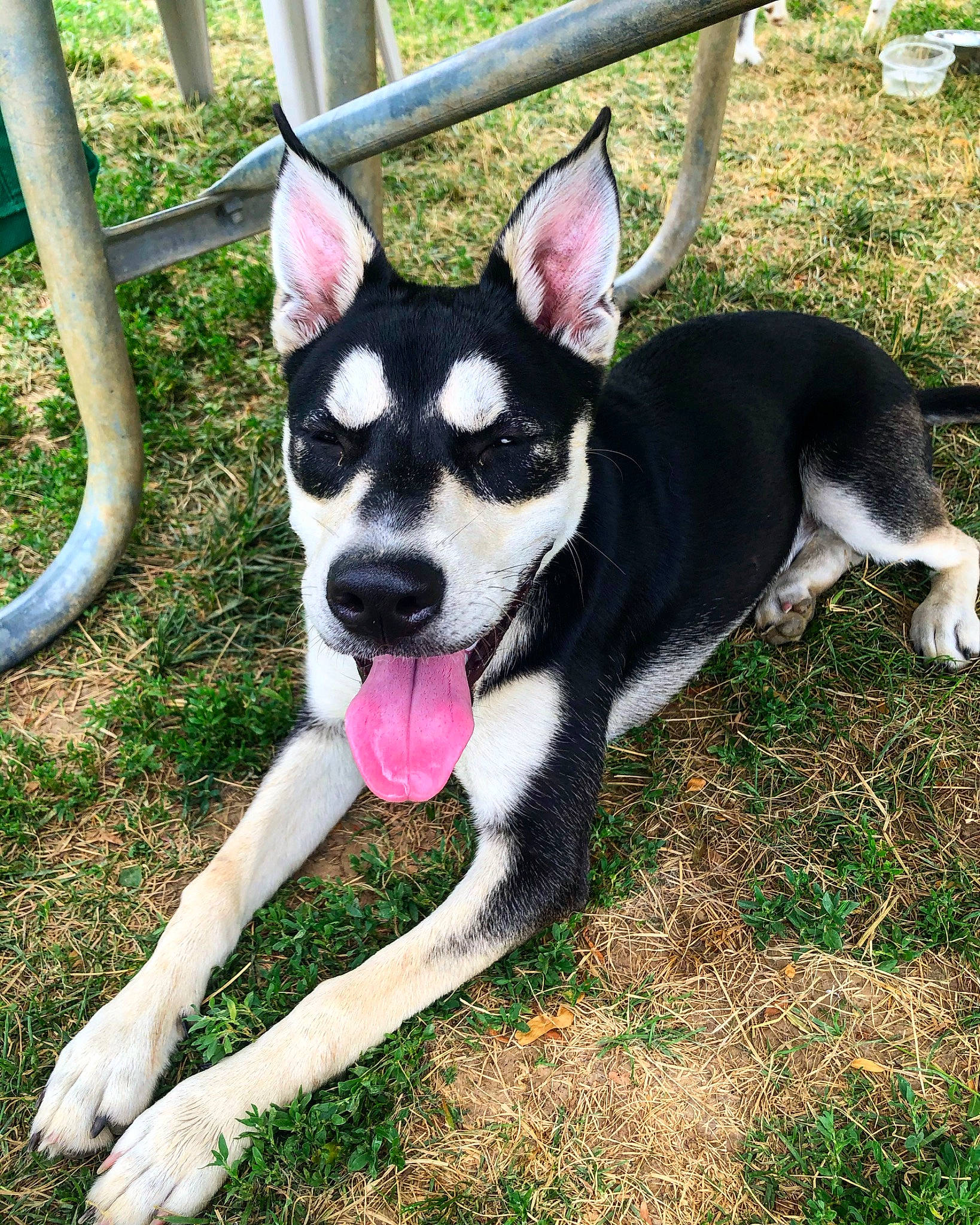 Nala joined the competition — help win amazing prizes! australian_kelpie, canidae, carnivore, companion_dog, dog, dog_breed, feist, grass, mammal, plant, rare_breed_dog, rat_terrier, siberian_husky, snout, sporting_group, tail, vertebrate