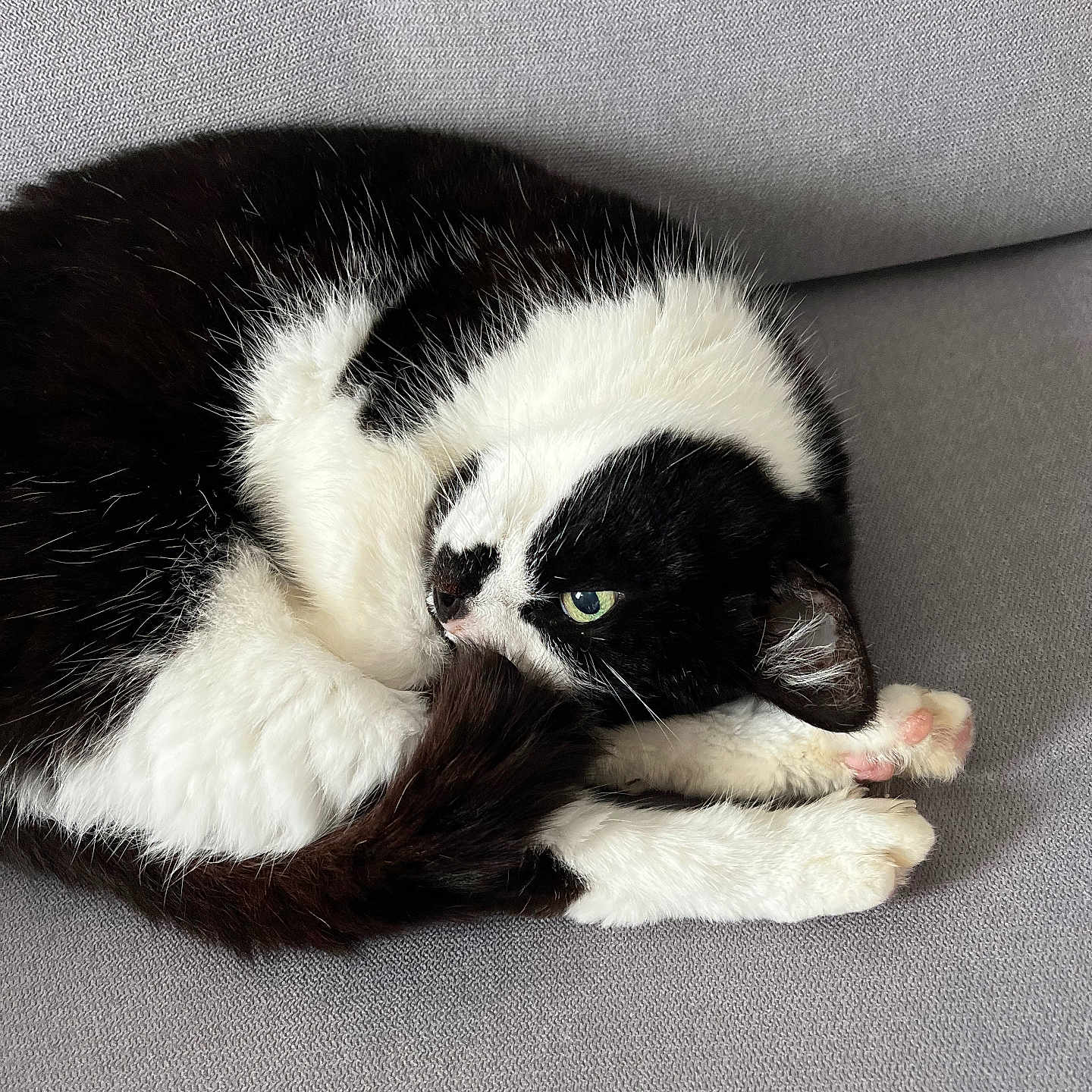 Paloma