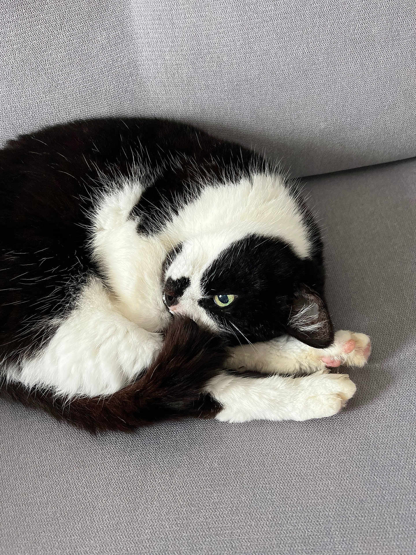 Paloma