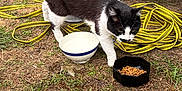 Paloma participe au concours pour gagner de l'argent avec cette photo : animal, black_and_white_cat, cat, closeup, curious, daylight, domestic_animal, feeding, feline, food_bowl, grass, ground, mammal, nature, outdoor, pet, side_view, vehicle_tire, water_bowl, yellow_straps