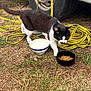 animal, black_and_white_cat, cat, closeup, curious, daylight, domestic_animal, feeding, feline, food_bowl, grass, ground, mammal, nature, outdoor, pet, side_view, vehicle_tire, water_bowl, yellow_straps