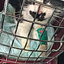 Paloma a rejoint le concours — aidez-le/la à gagner de superbes lots ! animal, bandage, black_and_white, blanket, cage, carrier, cat, close_up, comfort, confined, eye, feline, fur, indoor, metal_bars, nose, pet, resting, sunglasses, whiskers