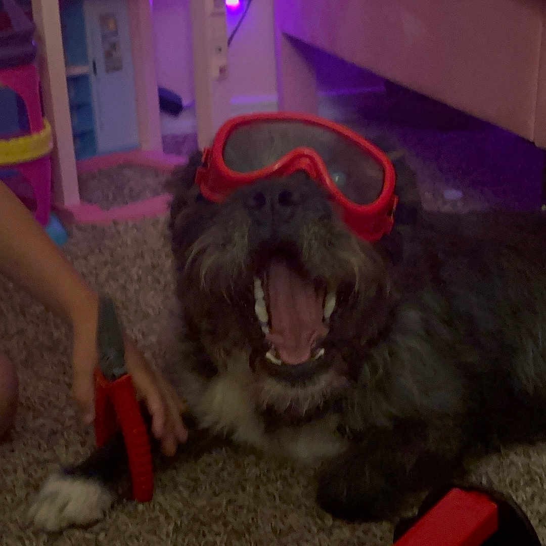 Sam is registered to the contest to win money with this photo: dog, goggles, carpet, child, toy, hand, indoor, furniture, playful, yawning, red, black_dog, brown_dog, short_fur, person, kneeling, tool, colorful, living_room, floor