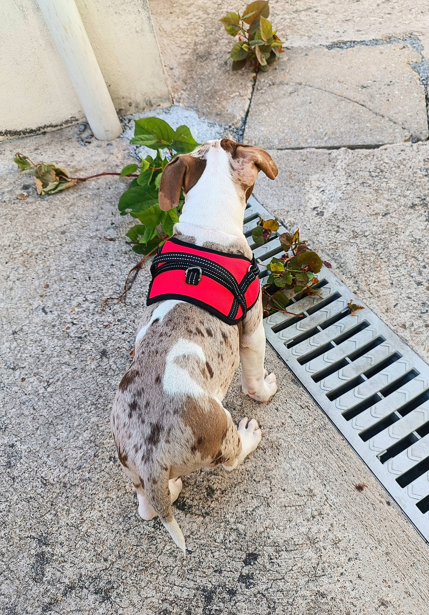 Cookie participe au concours pour gagner de l'argent avec cette photo : canidae, carnivore, collar, companion_dog, dog, dog_breed, dog_clothes, dog_collar, dog_supply, fashion_accessory, fawn, leash, pet_supply, plant, sidewalk, snout, sporting_group, tail, toy_dog, working_animal