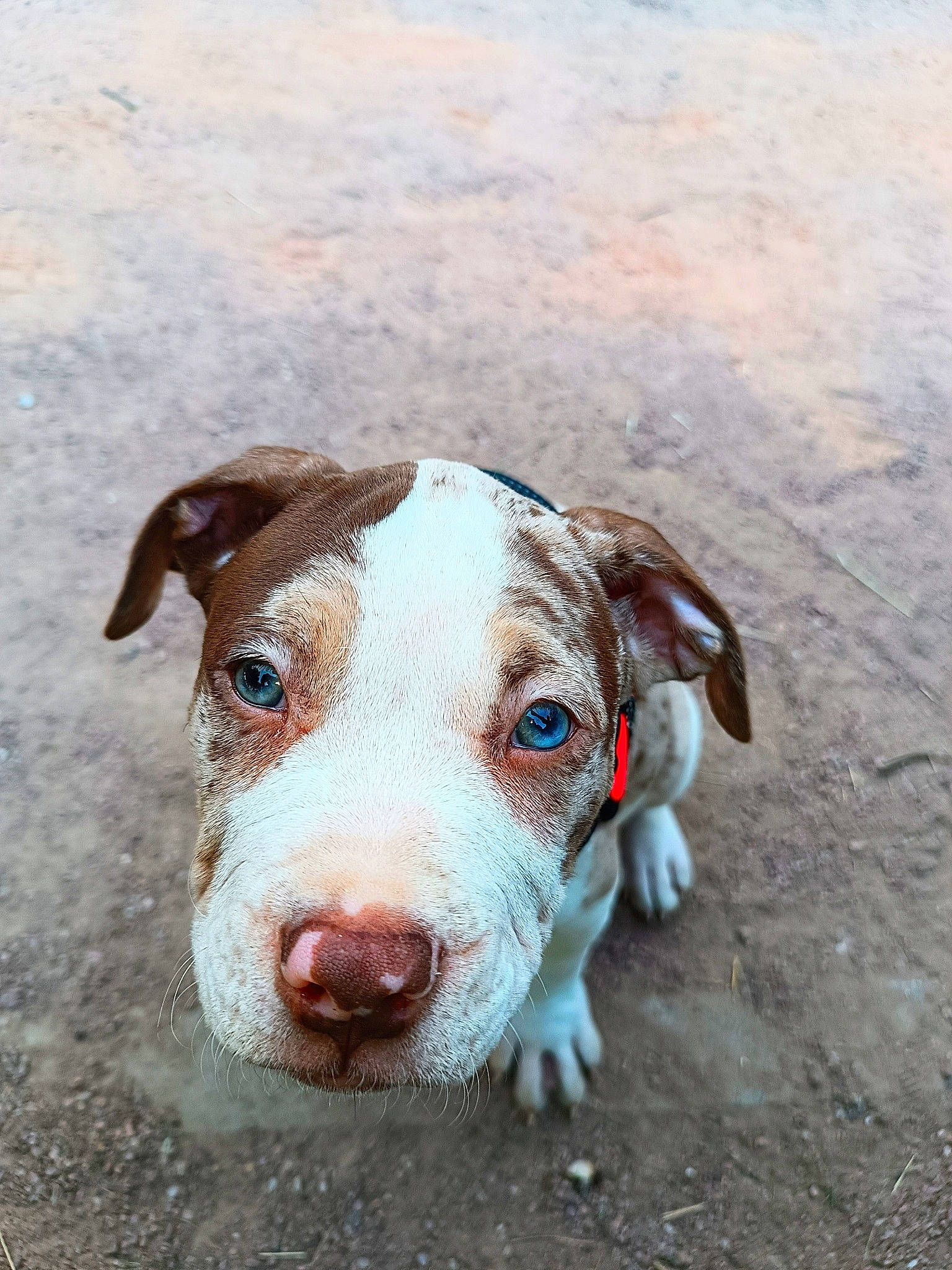Cookie participe au concours pour gagner de l'argent avec cette photo : canidae, carnivore, companion_dog, dog, dog_breed, fawn, foam, fur, hunting_dog, liver, non_sporting_group, snout, sporting_group, street_dog, whiskers, working_animal