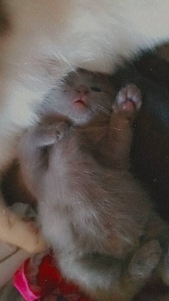 Willow joined the competition — help win amazing prizes! cat, claw, felidae, fur, macaque, paw, primate, rhesus_macaque, small_to_medium_sized_cats, snout, terrestrial_animal, whiskers