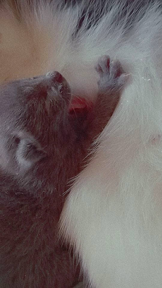 Willow is registered to the contest to win money with this photo: carnivore, cat, claw, cloud, eyelash, felidae, fur, paw, sky, small_to_medium_sized_cats, snout, tail, whiskers