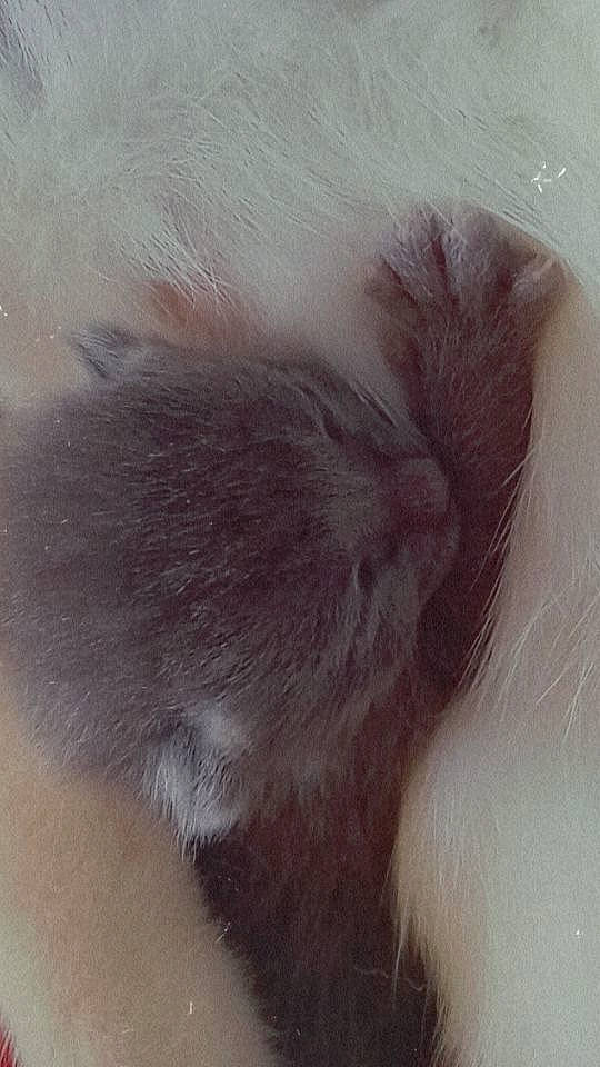 Willow joined the competition — help win amazing prizes! art, cat, claw, ear, eyelash, feather, felidae, flesh, foot, fur, human_leg, liver, nap, paw, small_to_medium_sized_cats, snout, tail, whiskers