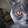 animal_face, blurred_background, cat, close_up, cute, domestic_animal, ear, eye, feline, focus, fur, gray_cat, indoor, mammal, nose, orange_eye, pet, portrait, whisker, whiskers