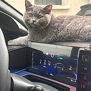 Mochi participe au concours pour gagner de l'argent avec cette photo : animal, car_interior, cat, closeup, console, curious, dashboard, dashboard_lighting, digital_display, electronics, fur, gray_cat, indoor, pet, relaxed, resting, seat, steering_wheel, vehicle, window