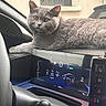 animal, car_interior, cat, closeup, console, curious, dashboard, dashboard_lighting, digital_display, electronics, fur, gray_cat, indoor, pet, relaxed, resting, seat, steering_wheel, vehicle, window