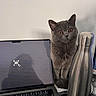 Mochi participe au concours pour gagner de l'argent avec cette photo : cat, close_up, computer, curious, desk, domestic_animal, gray_cat, home_office, indoor, keyboard, laptop, metallic, office, pet, reflection, still_life, technology, water_bottle, wide_eyes, workspace