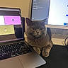 Mochi a rejoint le concours — aidez-le/la à gagner de superbes lots ! animal, cat, computer, desk, electronics, feline, gray_cat, home_office, indoor, keyboard, laptop, looking, monitor, mousepad, office, pet, screen, sitting, technology, workstation