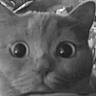 animal, background, black_and_white, blur, cat, close_up, curious, ears, face, feline, grainy, head, household_items, indoor, monochrome, nose, pet, unexpected, whiskers, wide_eyes