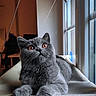 cat, grey_cat, window, indoor, pet, feline, curious, amber_eyes, plush_fur, relaxed, perch, natural_light, cozy, looking_up, domestic_animal, home, animal, cute, soft_texture, resting