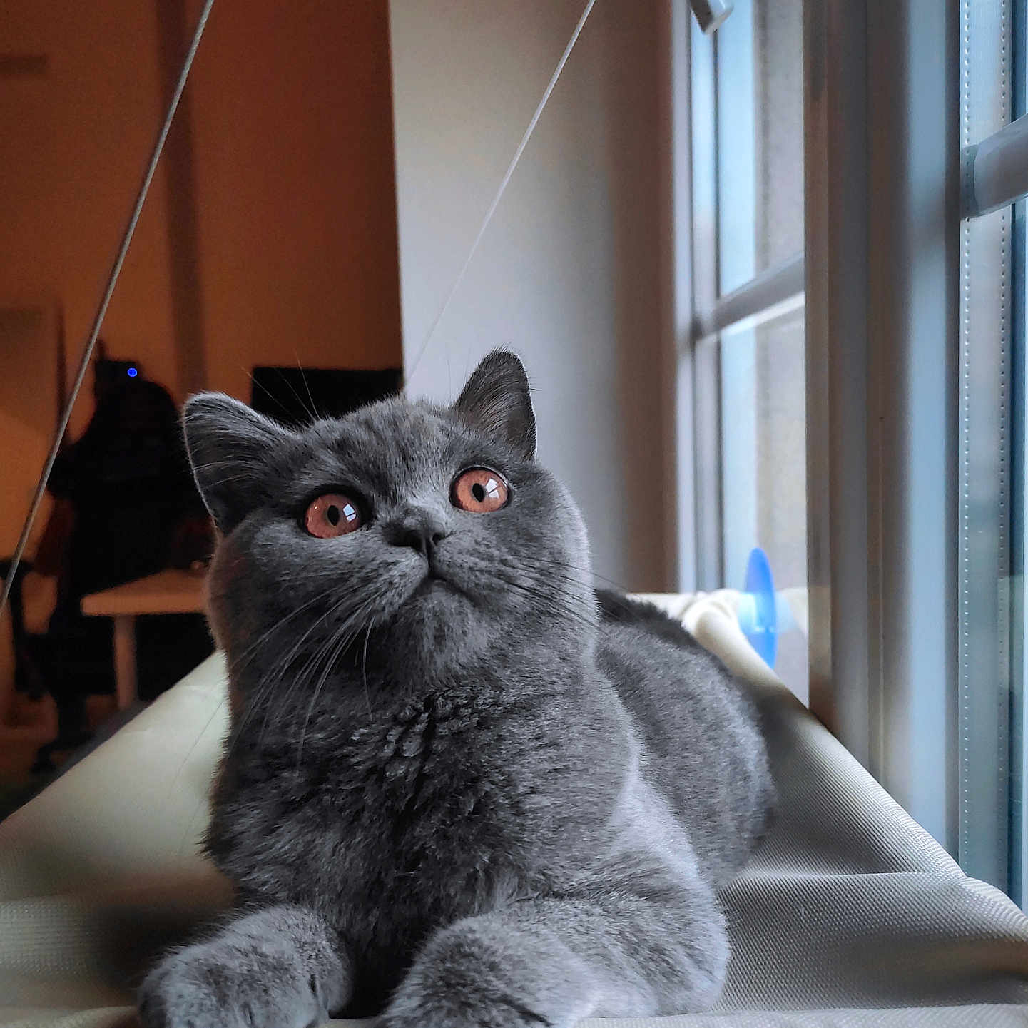 Mochi