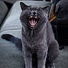 animal, cat, close_up, couch, cute, domestic_cat, feline, fur, furniture, gray_cat, home, indoor, mouth_open, pet, relaxed, sitting, teeth, tongue, whiskers, yawning