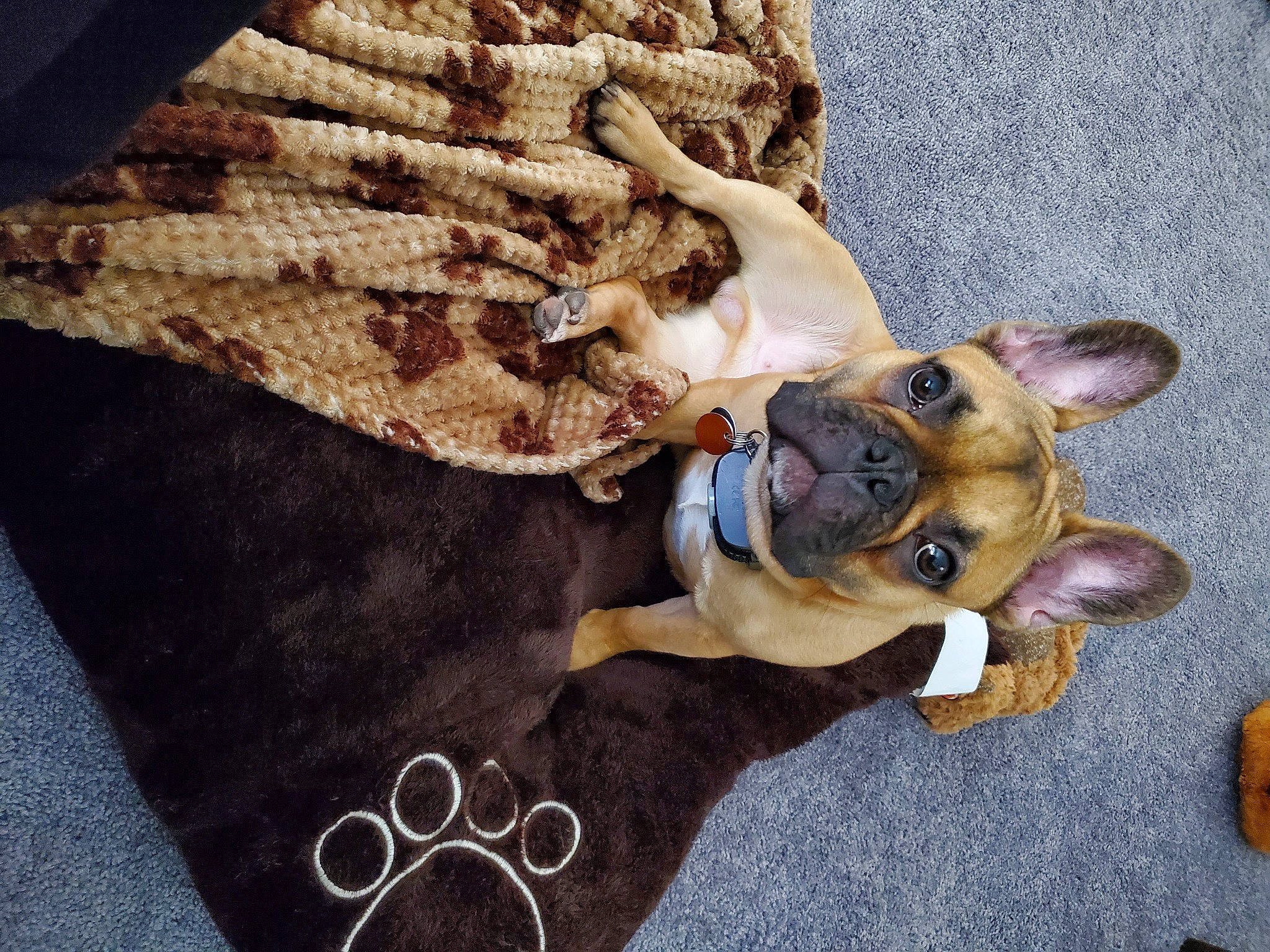 Goose is registered to the contest to win money with this photo: carnivore, collar, companion_dog, dog, dog_breed, dog_clothes, dog_collar, dog_supply, eyewear, fawn, fur, leash, pet_supply, sleeve, snout, sunglasses, toy_dog, wood, working_animal, wrinkle