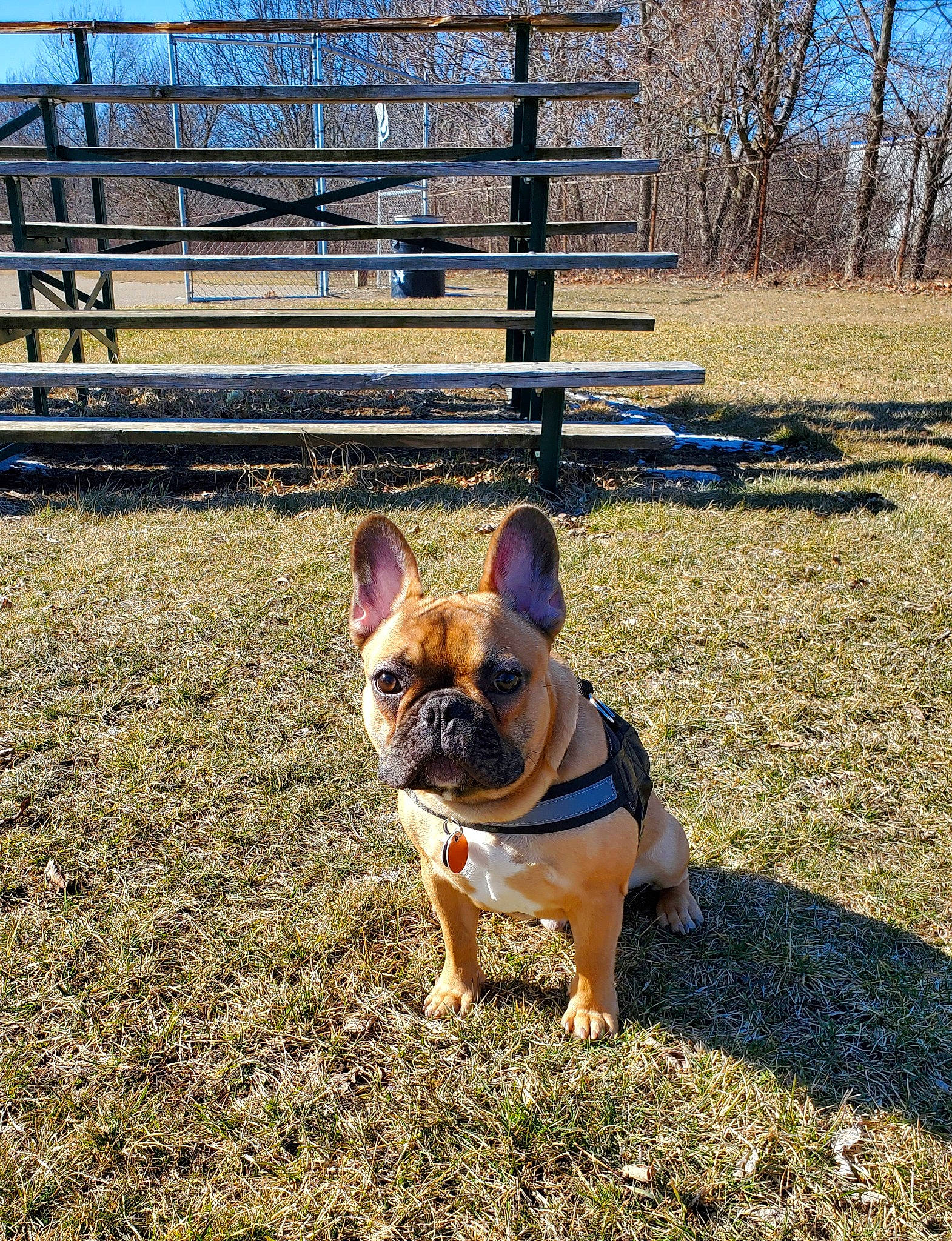 Goose joined the competition — help win amazing prizes! canidae, carnivore, collar, companion_dog, dog, dog_breed, dog_supply, fawn, fence, grass, landscape, plant, snout, split_rail_fence, sporting_group, tail, tree, window, wood, working_animal