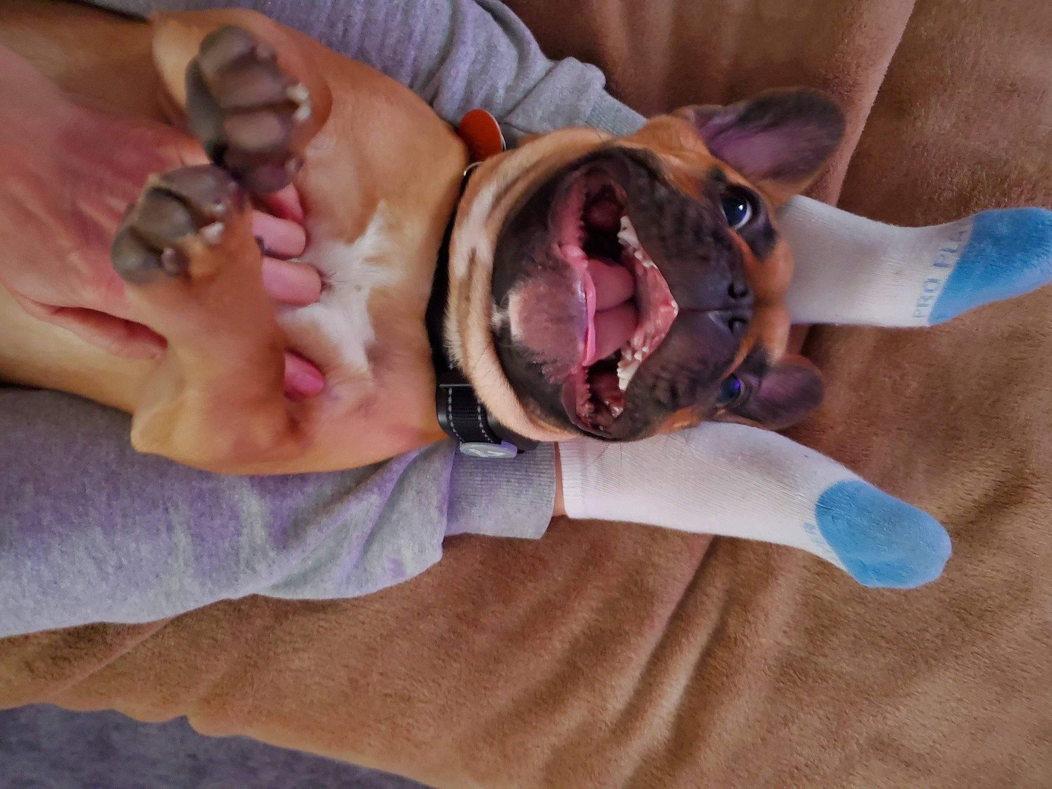 Goose joined the competition — help win amazing prizes! canidae, carnivore, claw, companion_dog, dog, dog_breed, fawn, finger, flesh, fur, gesture, jaw, nail, paw, reptile, sporting_group, thumb, wildlife_biologist, working_animal, wrist