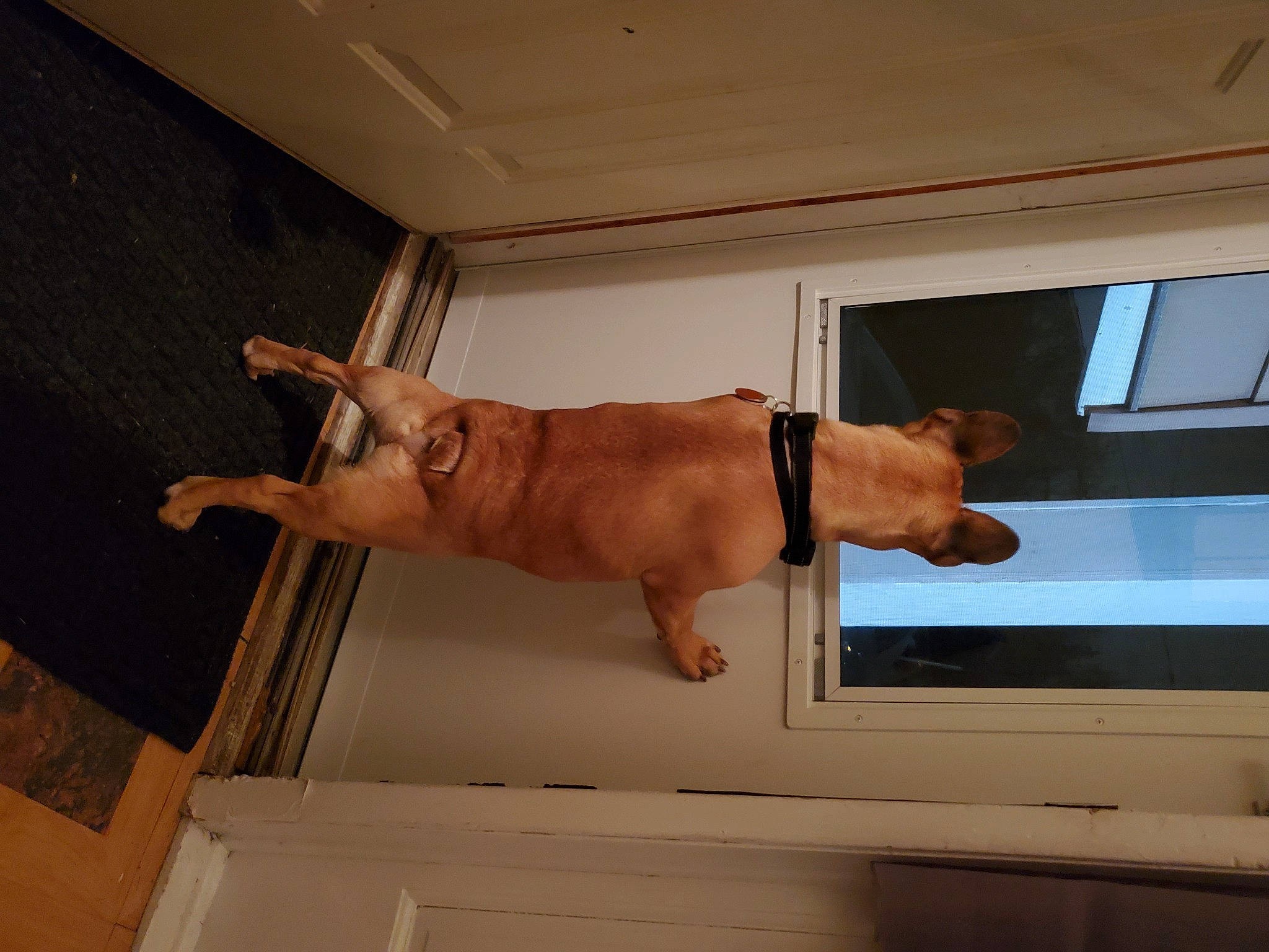 Goose joined the competition — help win amazing prizes! balance, carnivore, chest, comfort, display_device, dog, door, elbow, fawn, flat_panel_display, hardwood, human_leg, knee, output_device, room, sporting_group, thigh, window, wood, wrist