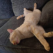 Milo is registered to the contest to win money with this photo: cat, sleeping, couch, furniture, pet, relaxed, indoor, animal, fur, whiskers, tail, paw, cozy, resting, home, domestic, cute, mammal, orange_cat, laid_back