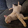 cat, sleeping, couch, furniture, pet, relaxed, indoor, animal, fur, whiskers, tail, paw, cozy, resting, home, domestic, cute, mammal, orange_cat, laid_back