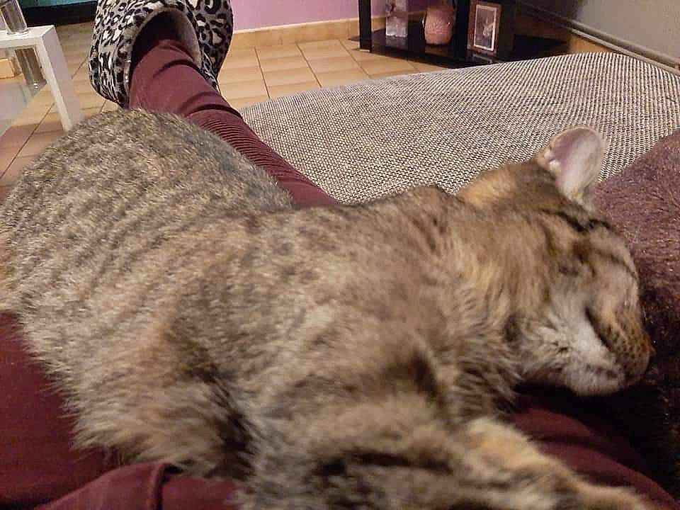 Tigresse participe au concours pour gagner de l'argent avec cette photo : asian, carnivore, cat, domestic_short_haired_cat, dragon_li, egyptian_mau, european_shorthair, fawn, felidae, fur, mammal, ocicat, pixie_bob, small_to_medium_sized_cats, tabby_cat, tail, vertebrate, whiskers