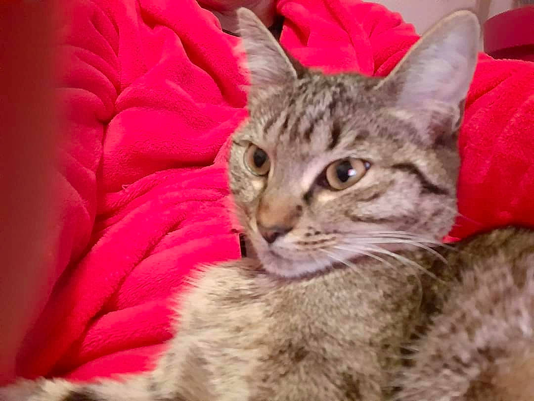 Tigresse a rejoint le concours — aidez-le/la à gagner de superbes lots ! american_shorthair, asian, australian_mist, california_spangled, carnivore, cat, domestic_short_haired_cat, dragon_li, european_shorthair, felidae, kitten, mammal, ocicat, pixie_bob, savannah, small_to_medium_sized_cats, snout, tabby_cat, vertebrate, whiskers